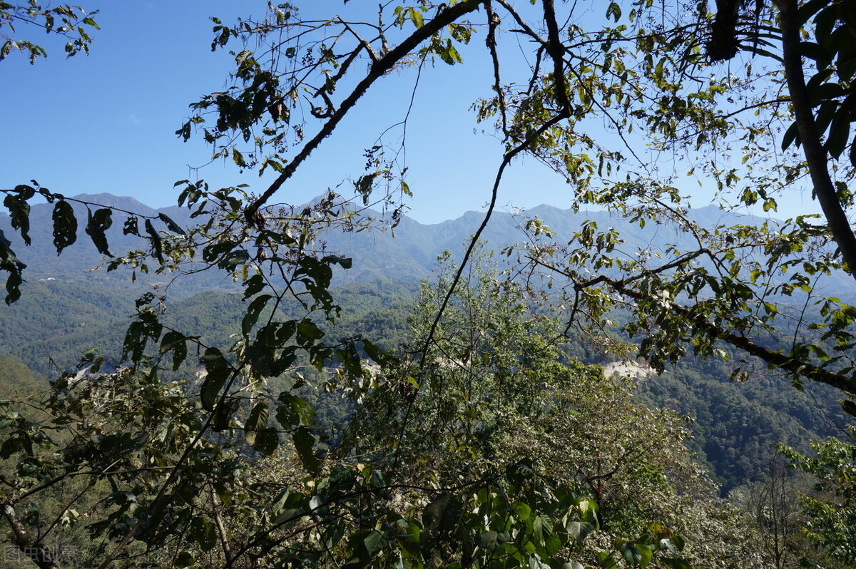 腾冲樱花谷，野生樱花遍布，落英缤纷、原始自然的花花世界