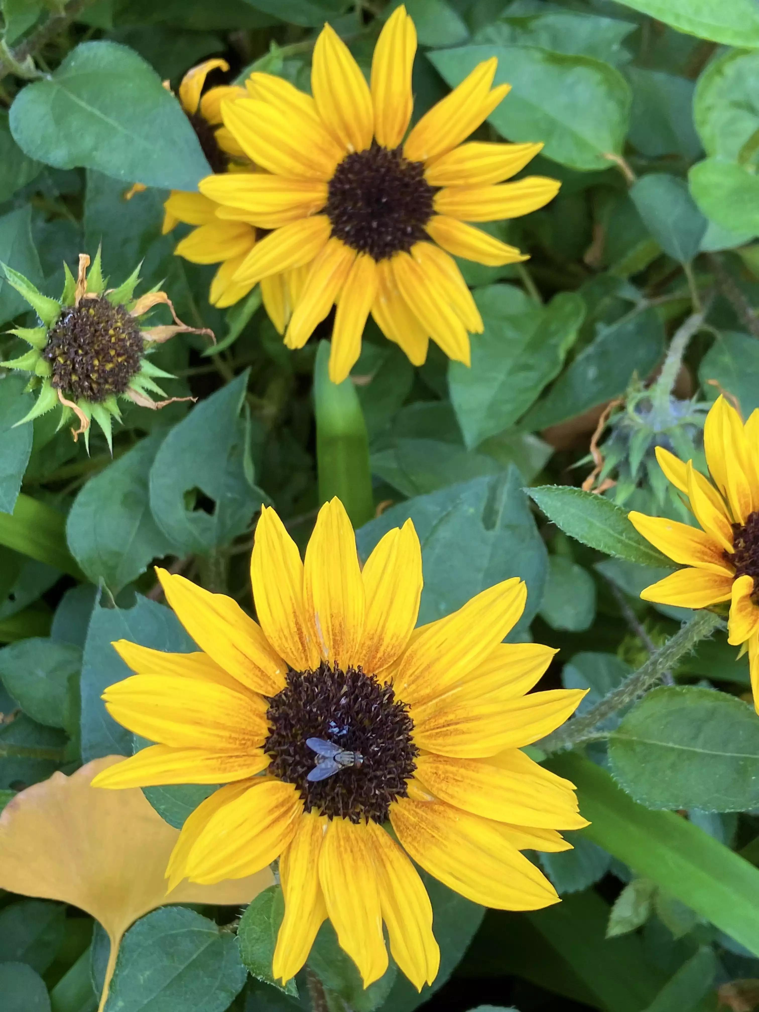 认识各种花的花名,认识各种花的名称