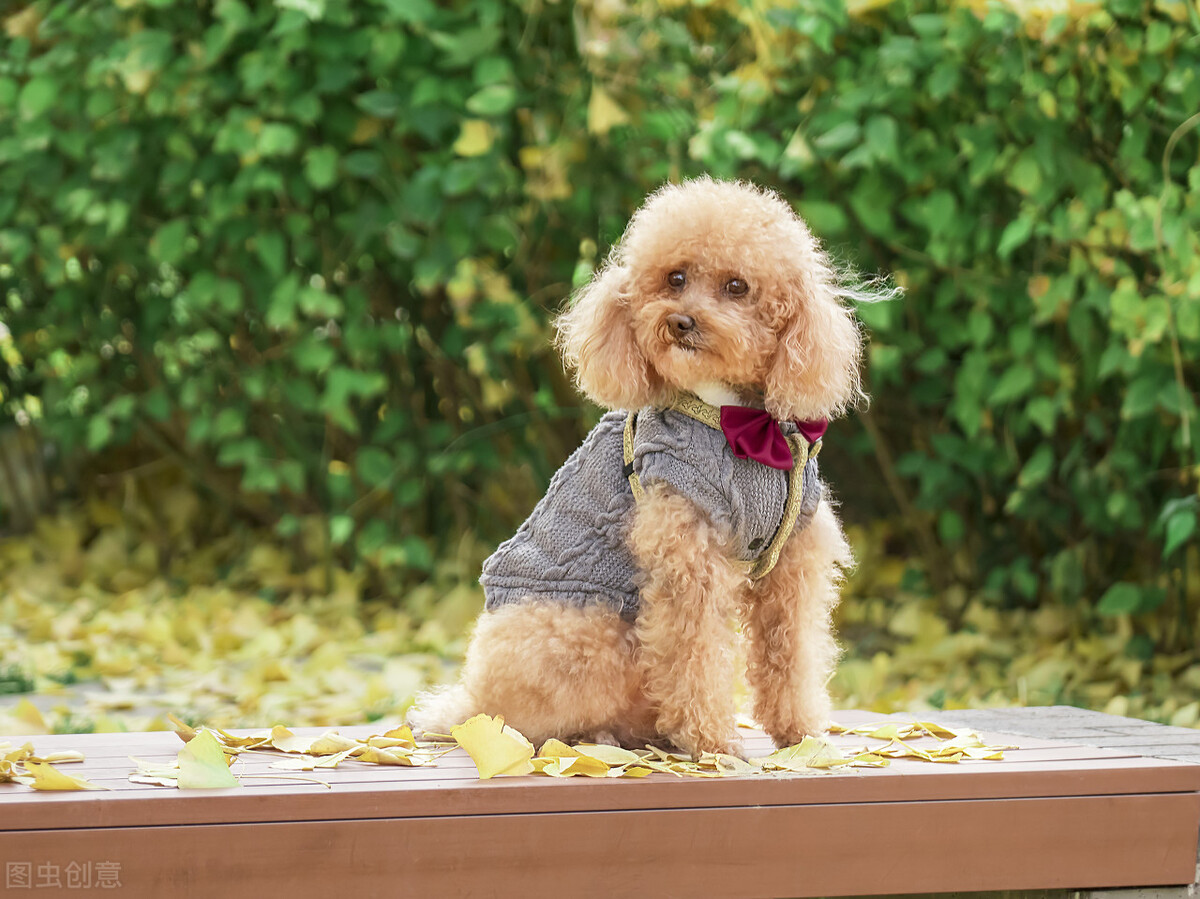 泰迪狗身上起癣怎么回事,狗癣传染人用什么药