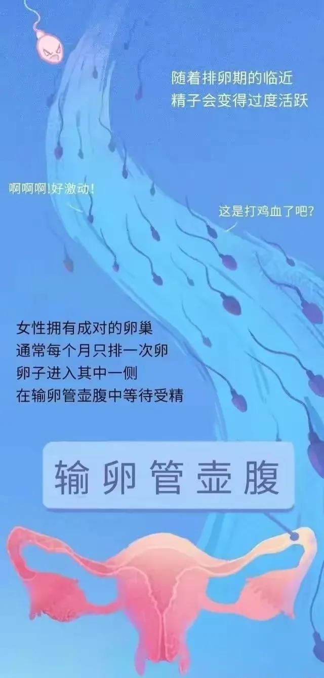 精子进入女性体内后，会发生什么神奇的事？漫画科普