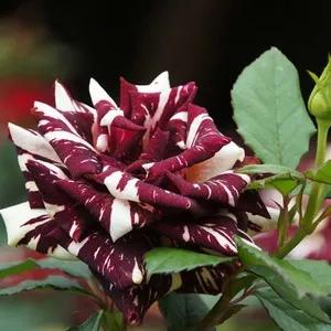 月季美图100张,妩媚动人的月季花图片