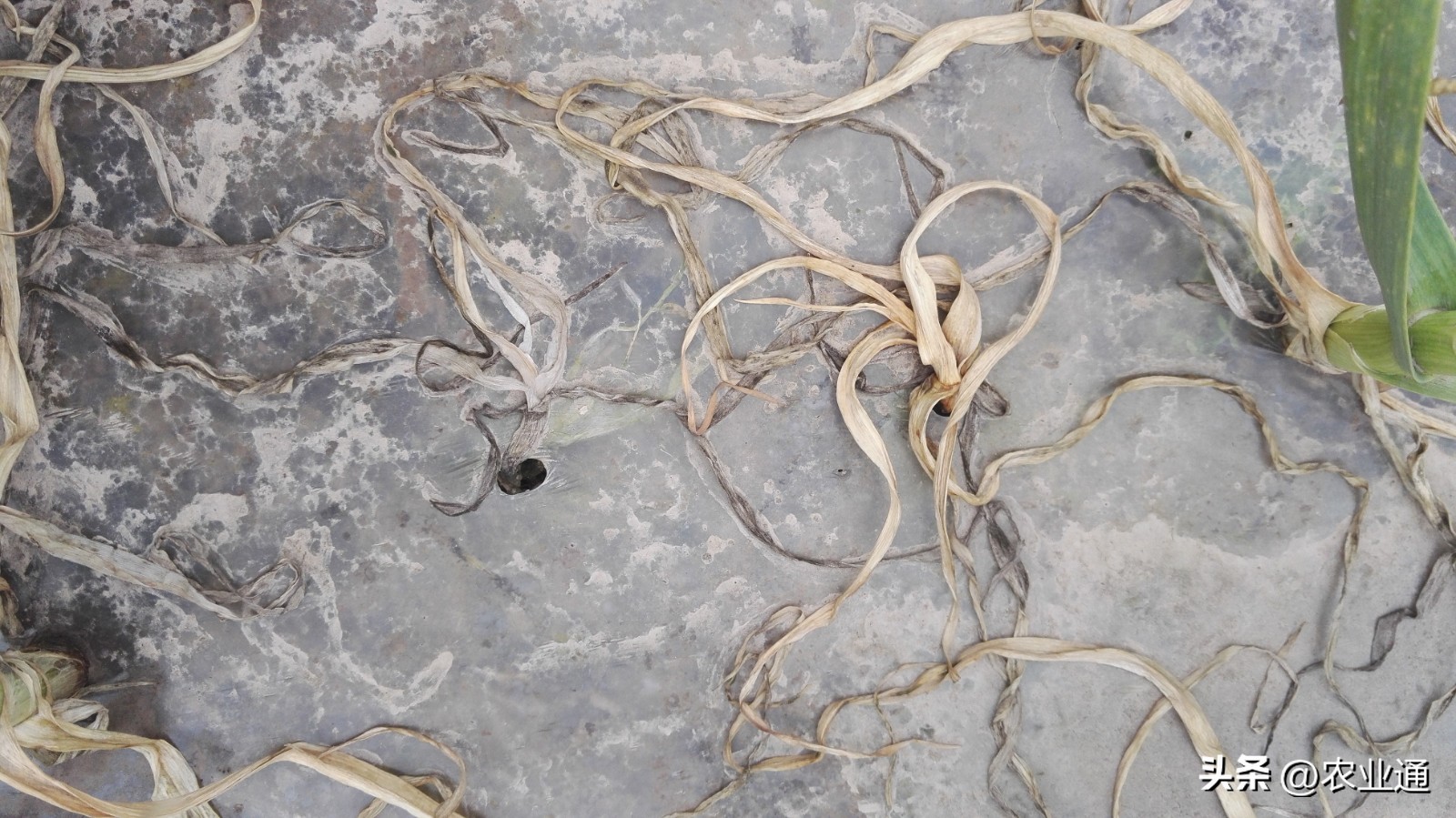 大蒜苗出来后发黄烂根怎么处理,大蒜烂根治疗方法