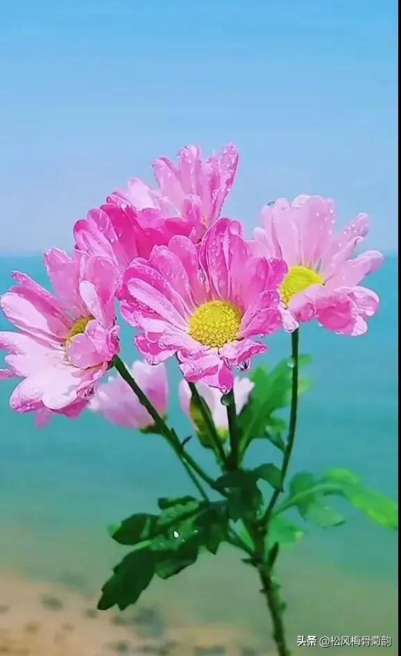 地上的花开万紫千红,心中有花香人生四季皆风景