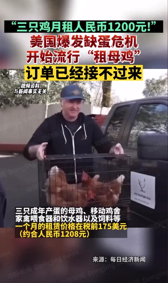 美国鸡蛋短缺掀起养鸡热,美国鸡蛋荒