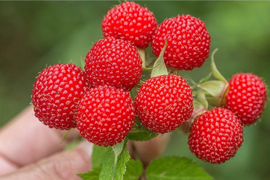 5月底的新鲜应季水果,夏天必吃的5种应季水果