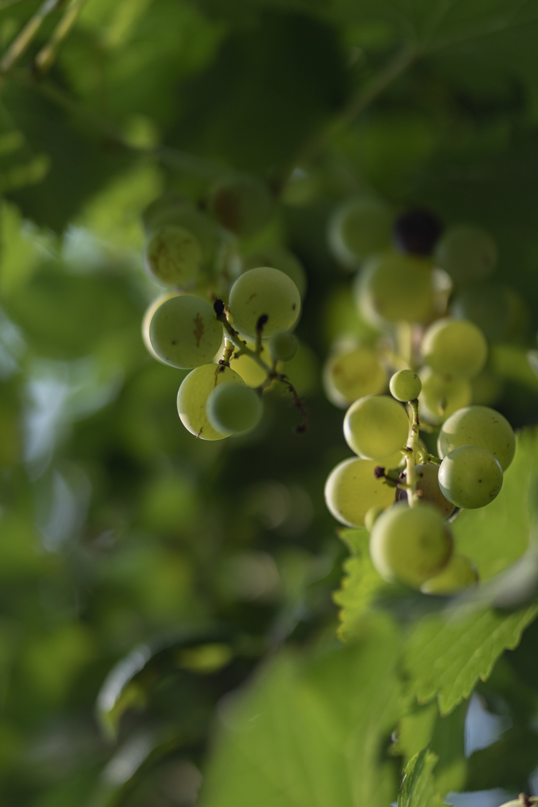 佳能eosr10实拍效果,佳能eosr10怎么样