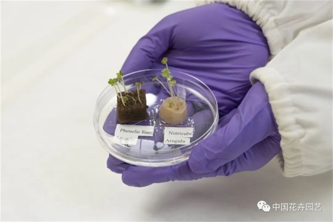 荷兰世园会“日本日”活动举行科学家发明“人发种植基质”|每周国际花讯