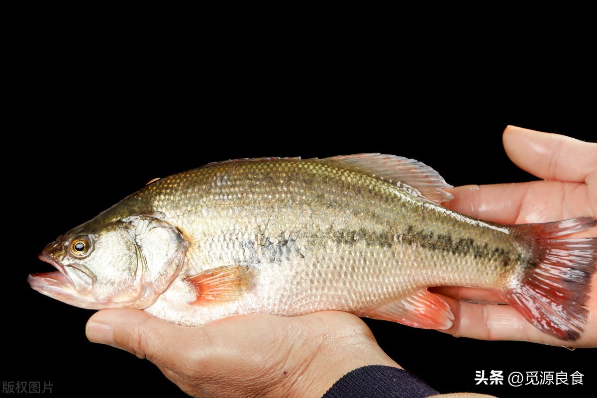 买鲈鱼公的好还是母的好,买鲈鱼买大肚还是小肚
