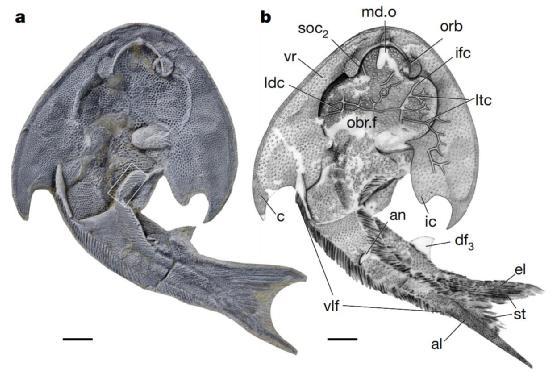 灭绝了4亿年的表情包鱼,灭绝的鱼却成了表情包
