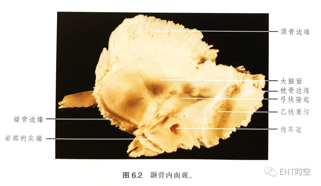 耳部解剖结构和生理功能,耳部解剖笔记