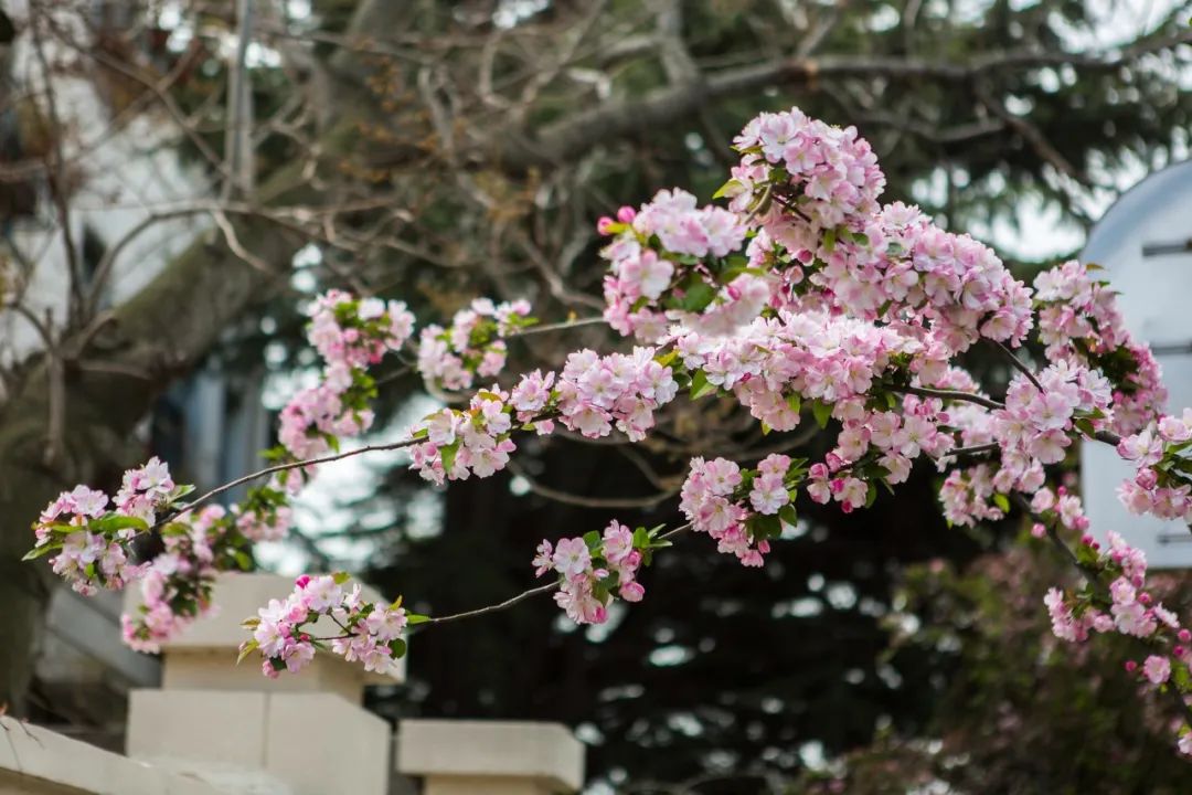 疫情快过去吧，我不想错过这座海滨老城的春天