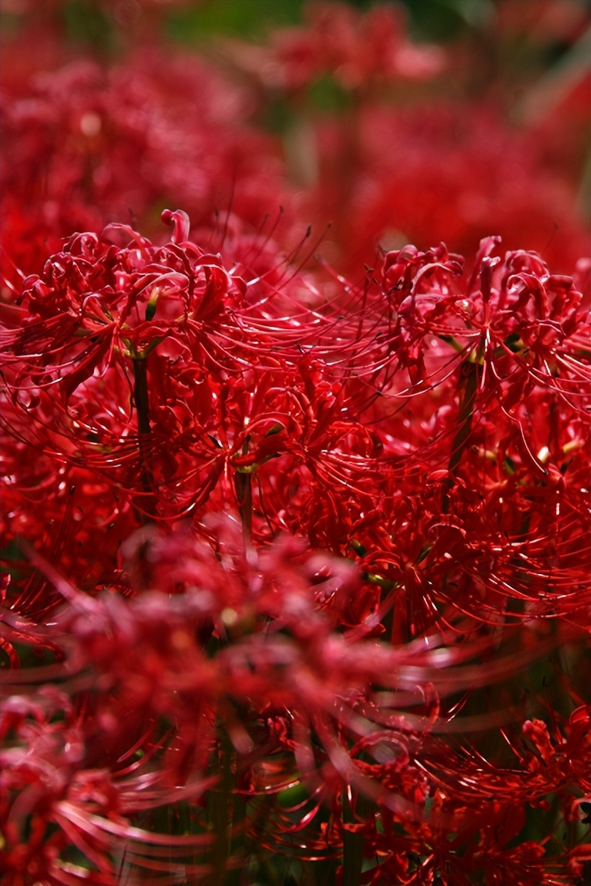 三个适马镜头,适马千元全画幅镜头