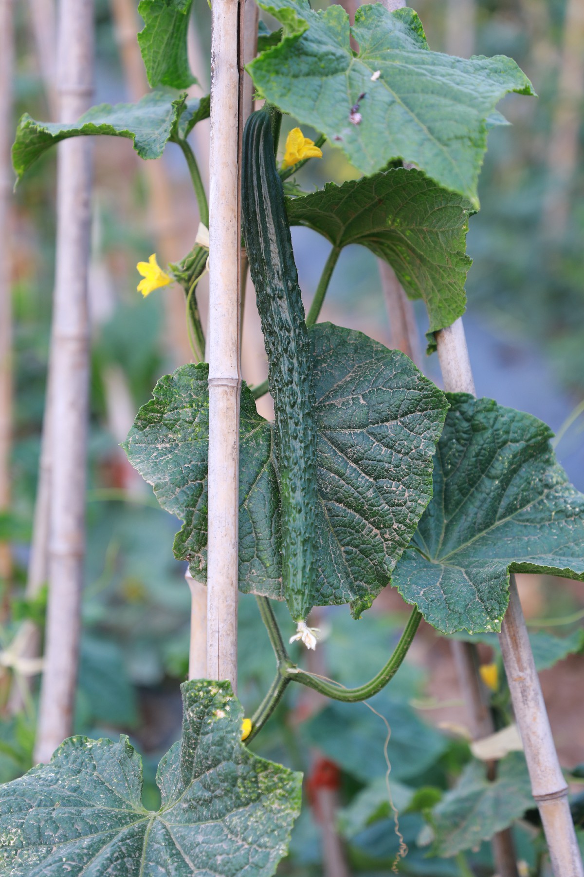 经得起岁月的风雨,经得起岁月风霜