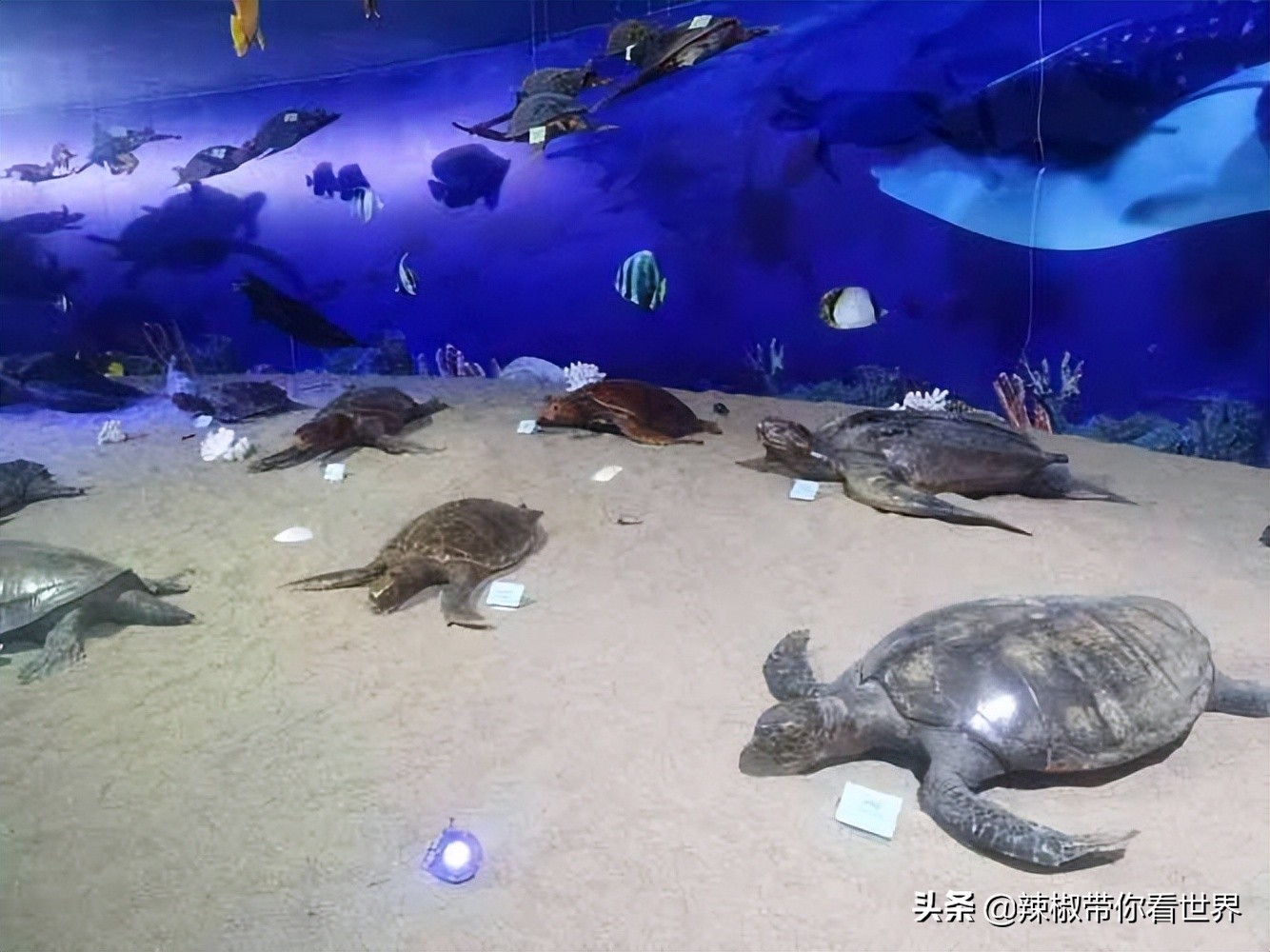 惠州市海岸线,惠州的海岸线