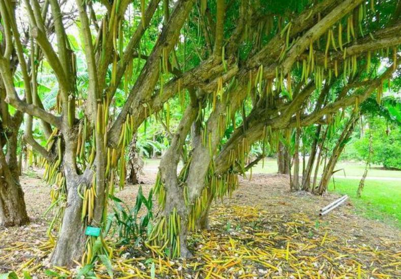 颠覆三观的物种,颠覆三观的蔬菜种植