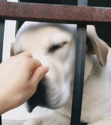 养狗首选这7种狗不贵又好养,养狗狗新手入门必知