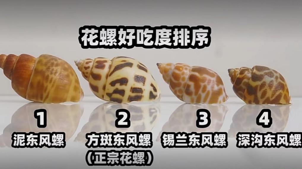 海南海鲜贝类有哪些,海南海鲜贝类