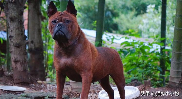 川东猎犬是中国古老犬种吗,川东猎犬可爱