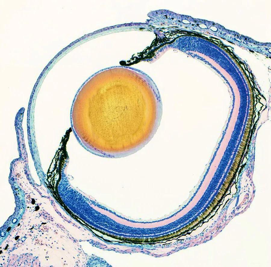 显微镜下的十大生物,显微镜下看到的各种不同样的生物