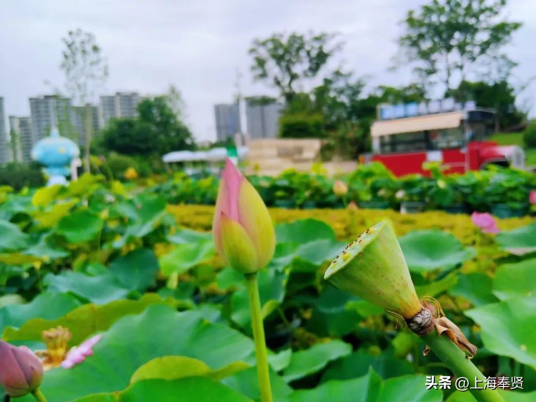 夏日赏荷好去处,奉贤哪里可以赏荷花