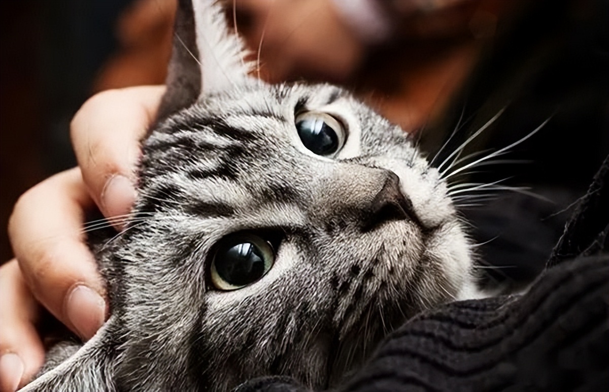 我家猫咪得了猫癣,猫咪胡子用手一拽掉了没事吧