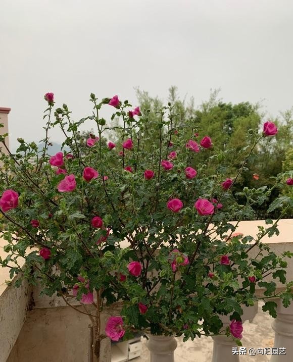 木槿棒棒糖怎么施肥,棒棒糖小木槿淋雨干枯了怎么办