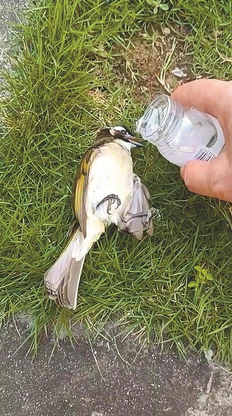 鸟中暑倒地救活视频,小鸟中暑晕倒