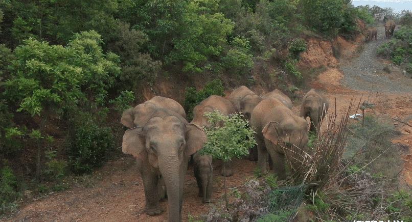 美国大象被饿死,惹怒大象被活活踩死