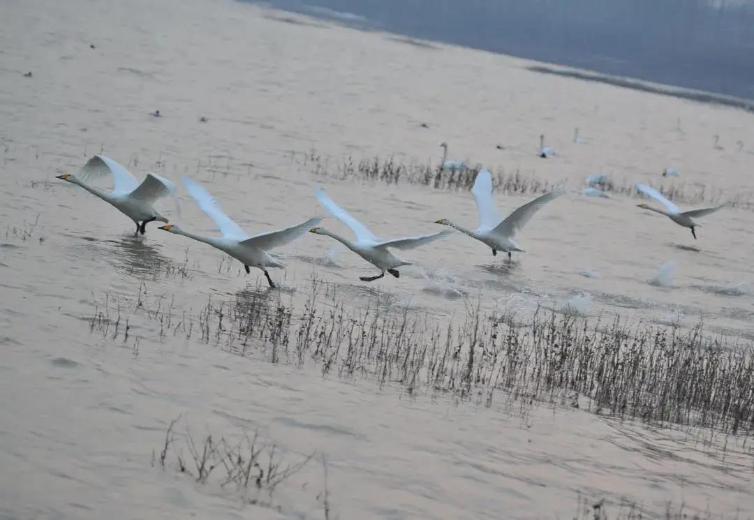 商代实用青铜圆鼎,三足圆鼎商代早期