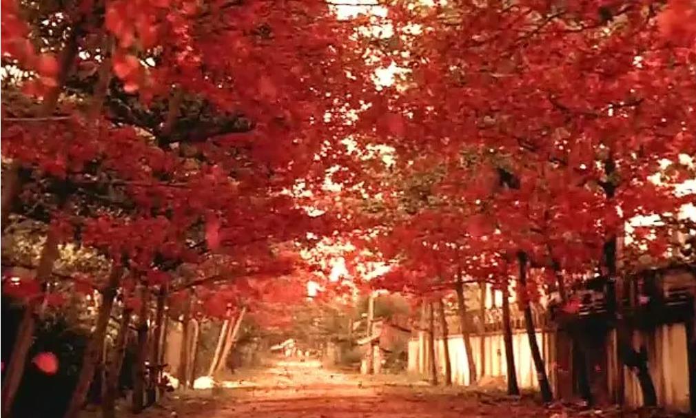 盘点8部冷门的电视剧,好看且冷门的外国电影