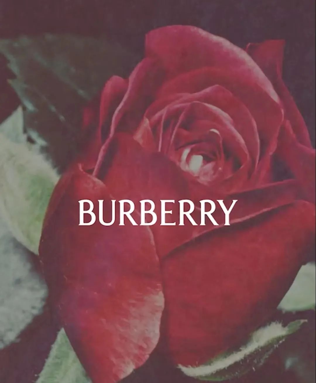 无衬线和衬线谁更香？悦诗风吟和巴宝莉给出了不同的答案