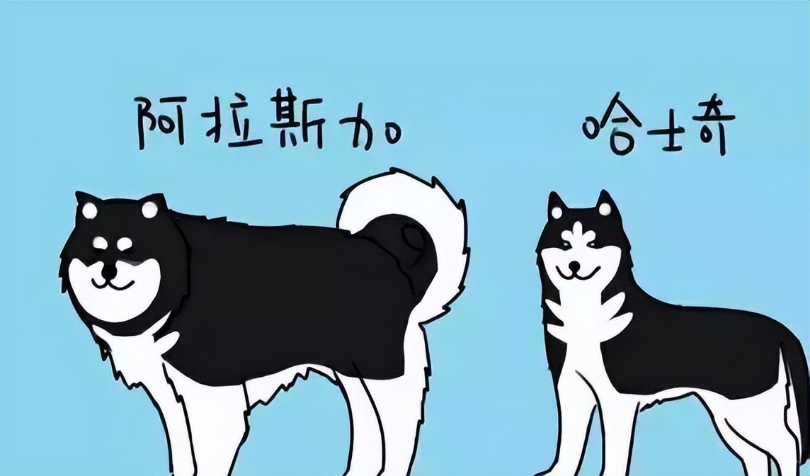 二哈和阿拉斯加对比图片,二哈和阿拉斯加图片区别