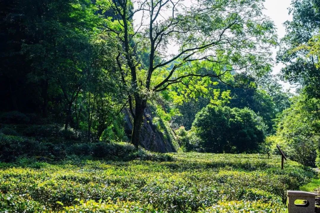 如何了解武夷山茶,探寻武夷