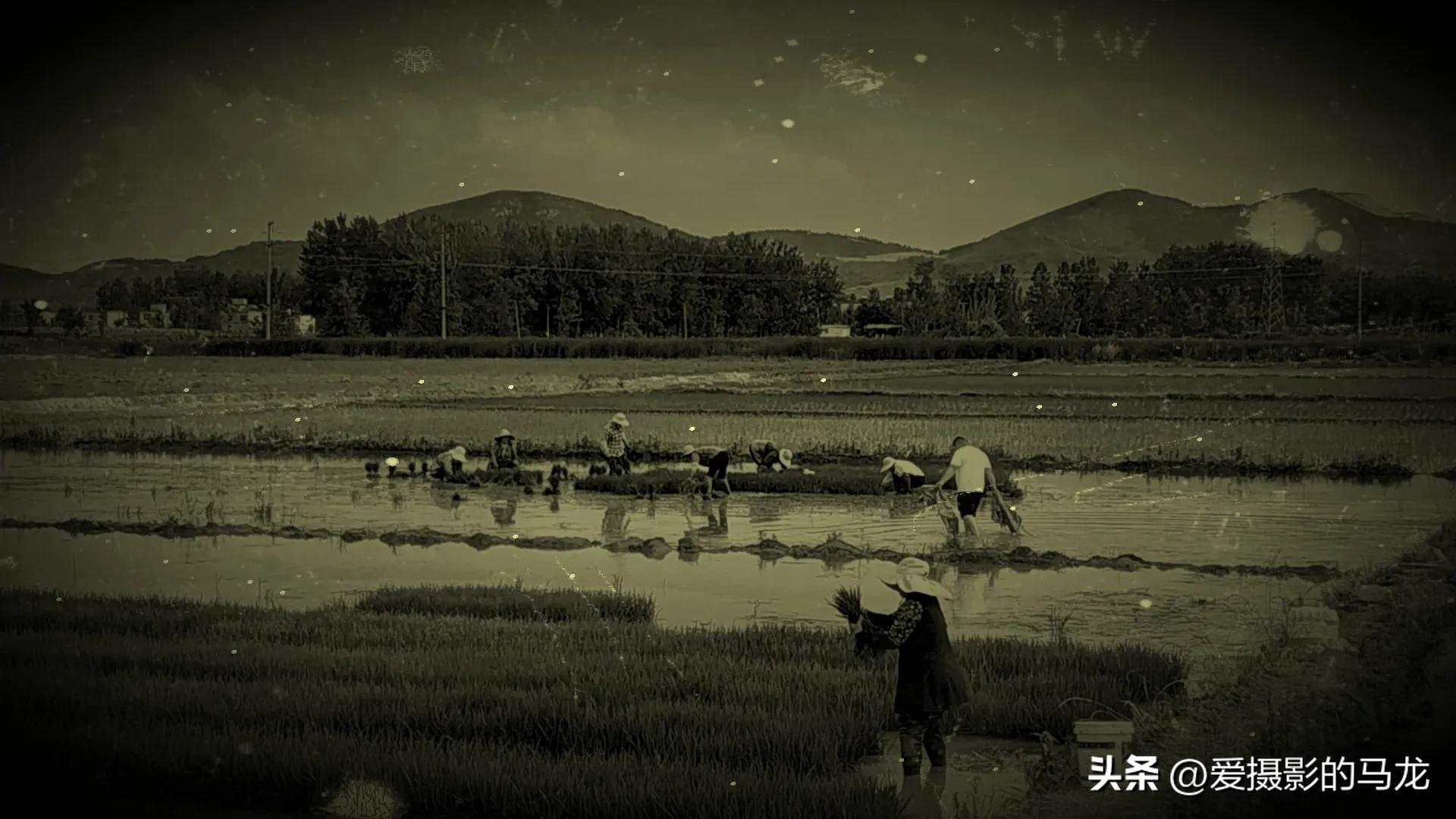 第一次插秧文案,第一次插秧日记200字