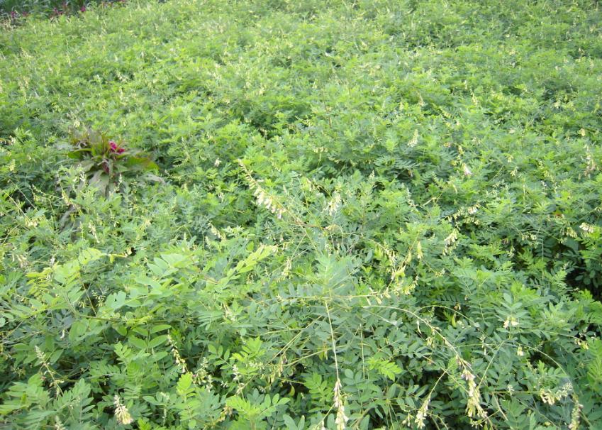 肛周脓肿中医三黄膏,紫草膏可以治肛周脓肿吗