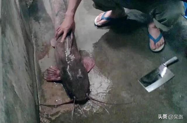 放生是否为了求功德,放生塘鲺的功德