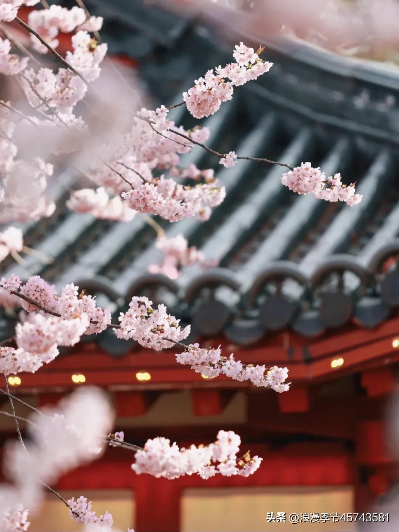 花开时节更清新的散文,春暖花开的季节散文