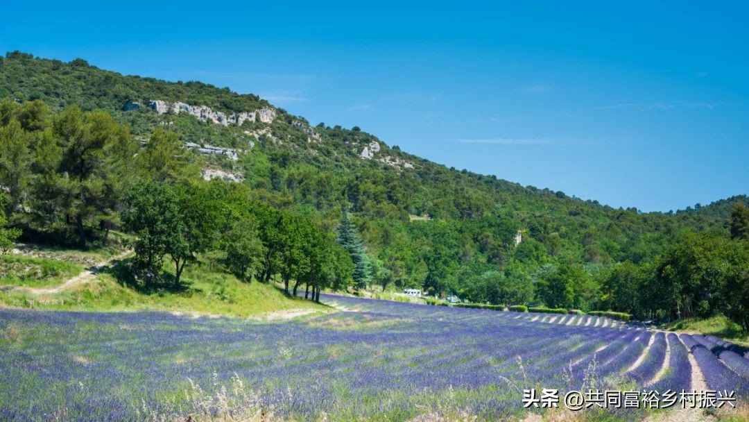 2023年全国乡村振兴优秀案例,乡村振兴典型案例5000字材料