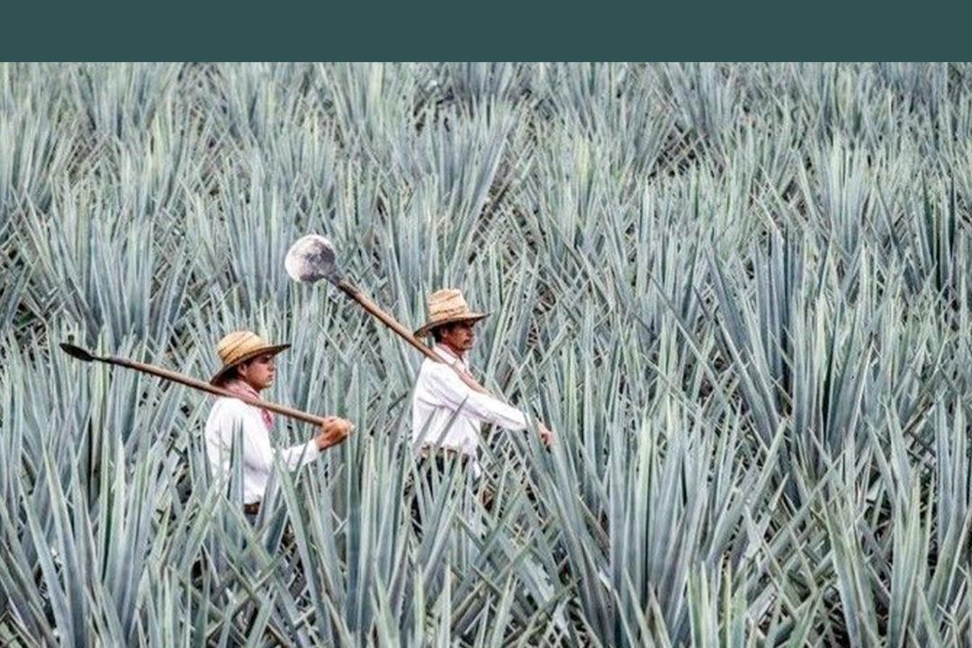 龙舌兰在现实中是怎么样的,十种最好看的龙舌兰