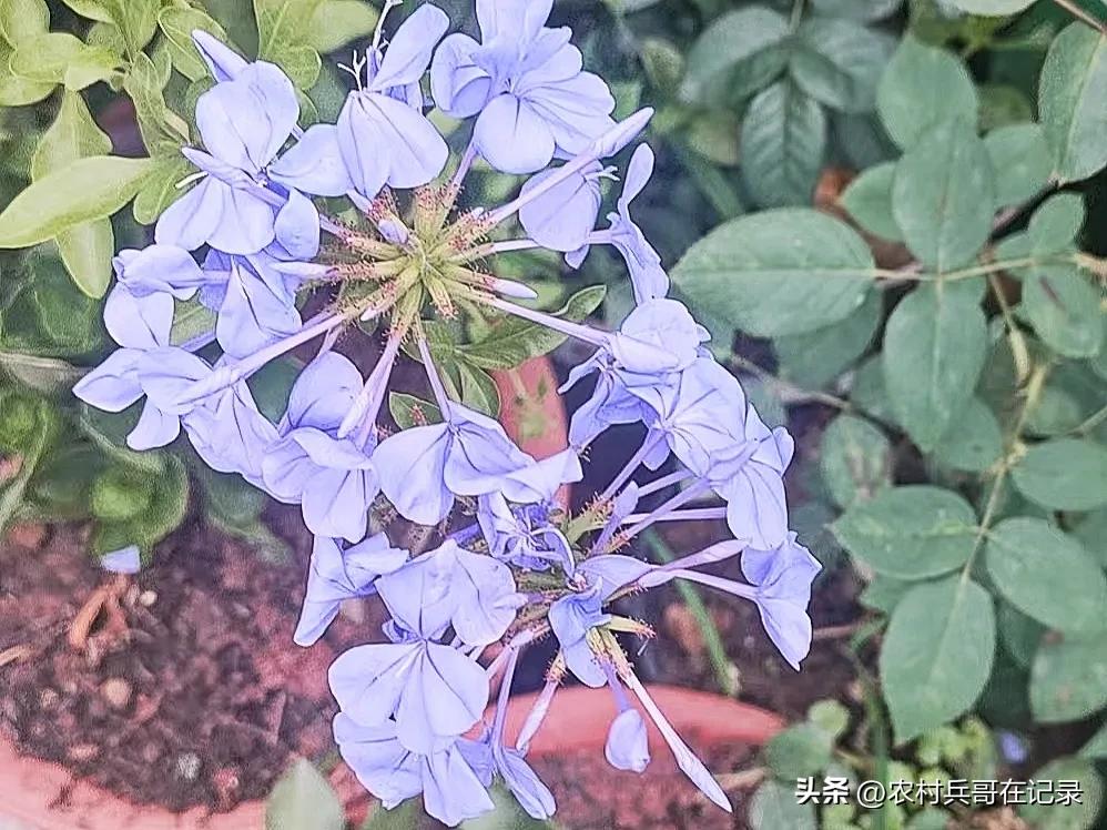 龚大,退休的年纪,找陈哥帮忙,说话却不经考量,但李哥可不由着他！