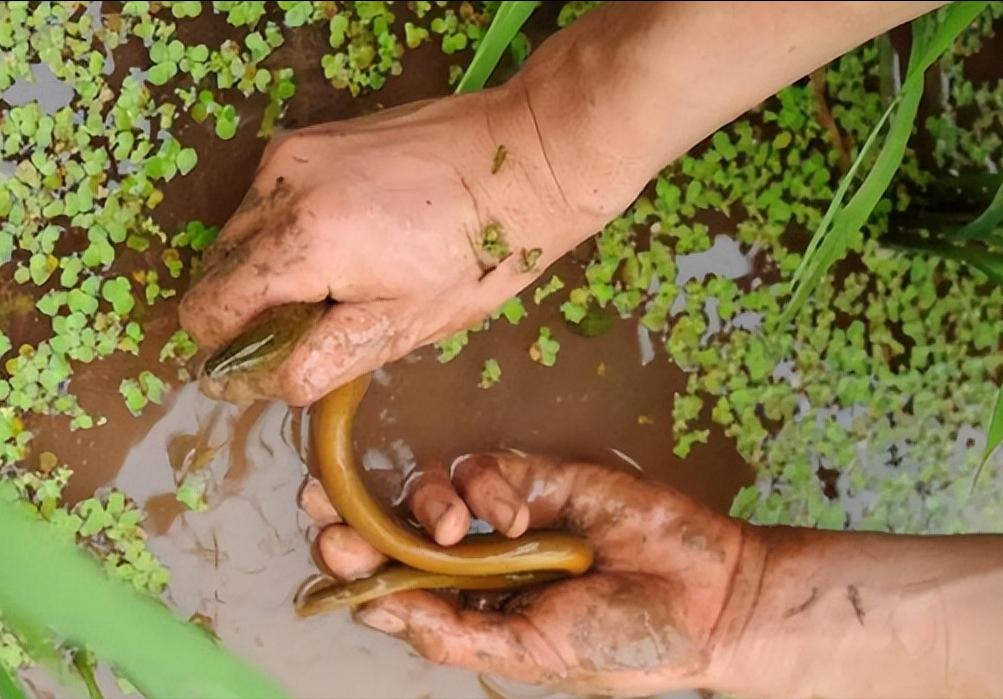 田里地笼抓黄鳝的技巧与方法,农村抓黄鳝的季节通常在几月