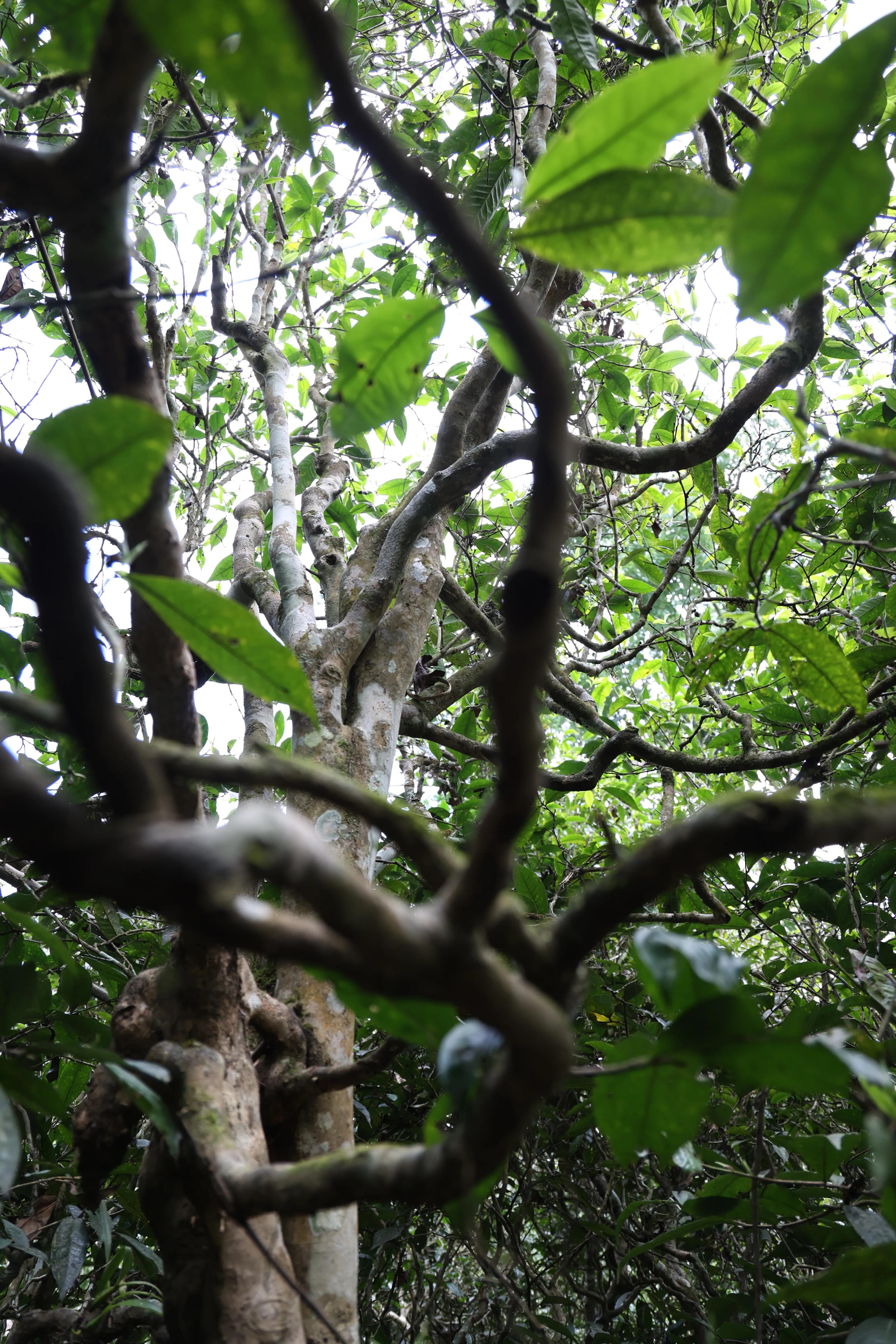 普洱茶皇冠上的明珠,普洱茶的十大名寨排名