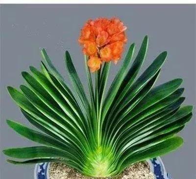 红尘一杯酒,红尘一杯酒古风歌曲