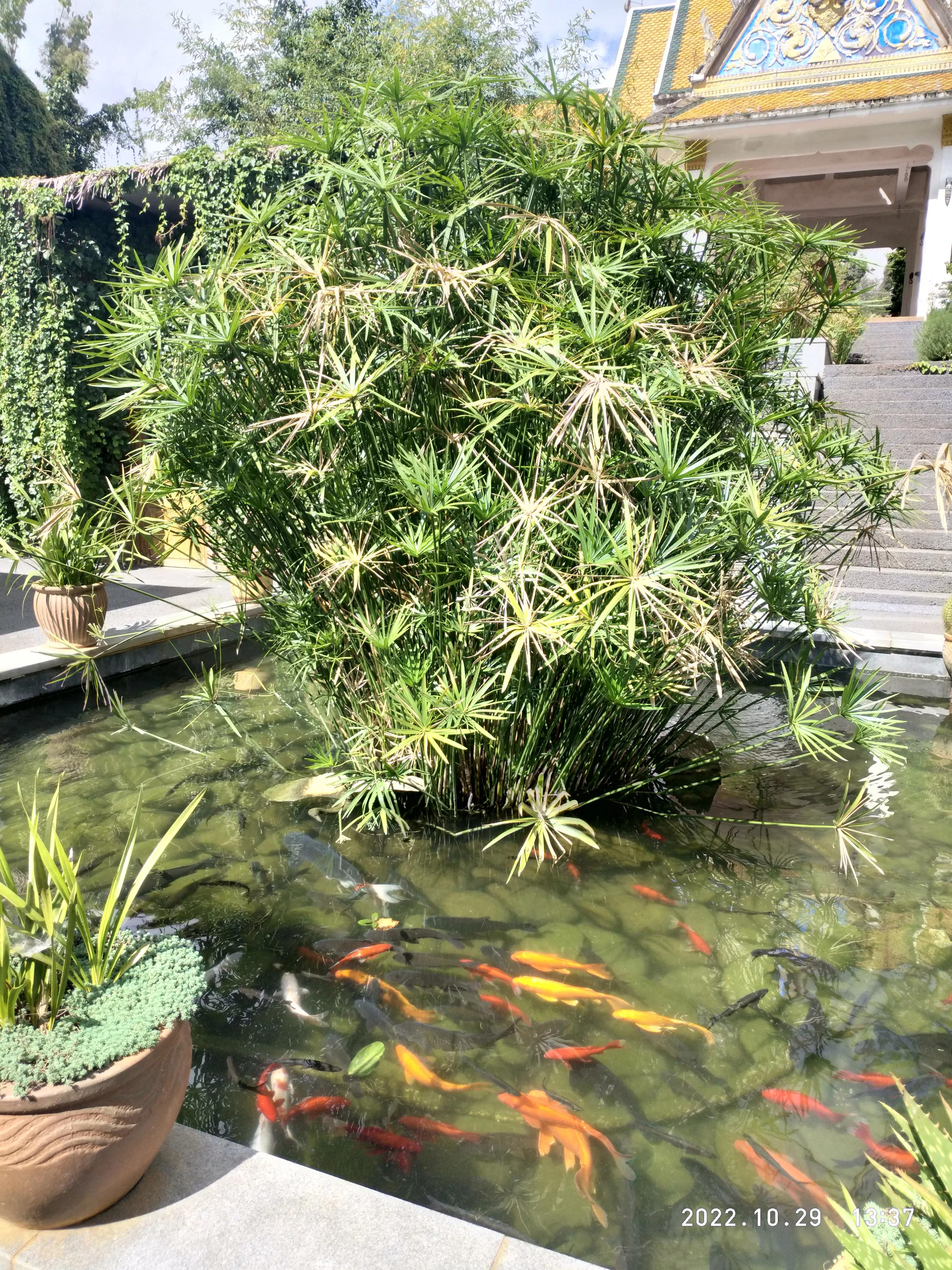 安宁玉龙湾鹭屿桃花岛,安宁玉龙湾门票多少钱