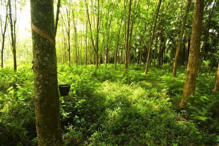 一条轮胎的前世今生,劲风驰轮胎的优点和缺点