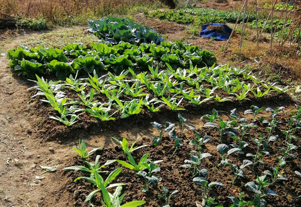 为啥要说穷死不耕丈人田什么意思,俗语再穷不耕丈人田