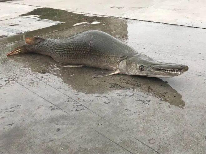 为什么鳄雀鳝能存活1亿年,捕捉一只鳄雀鳝有多难