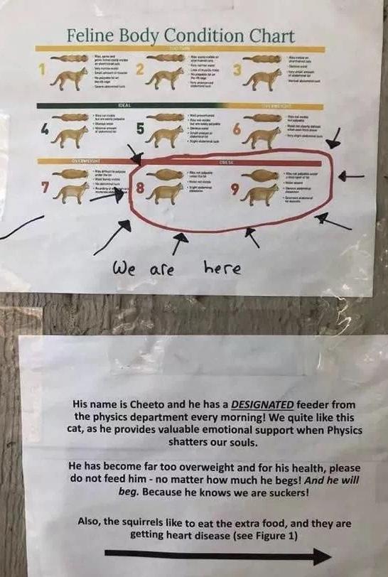 20多斤巨型橘猫,20斤的流浪橘猫