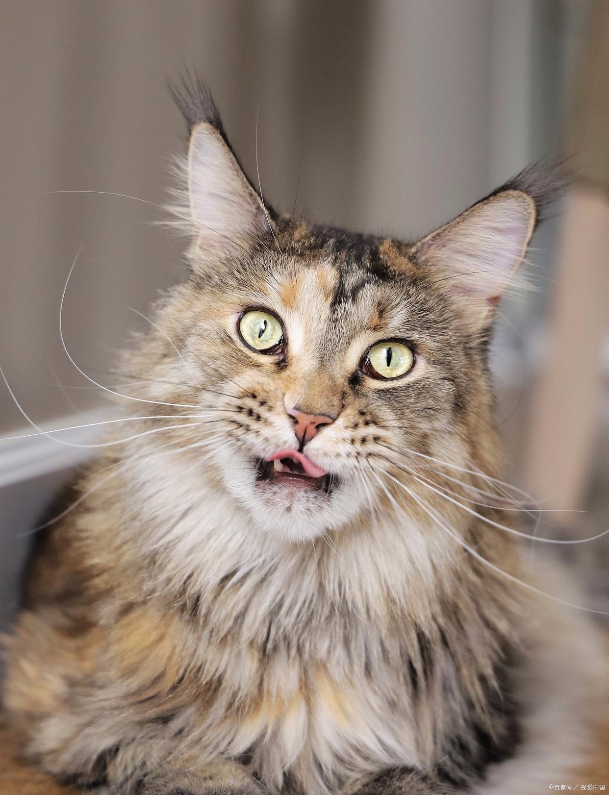 母猫配完种之后多久可以发现怀孕,母猫配完种是否需要笼养