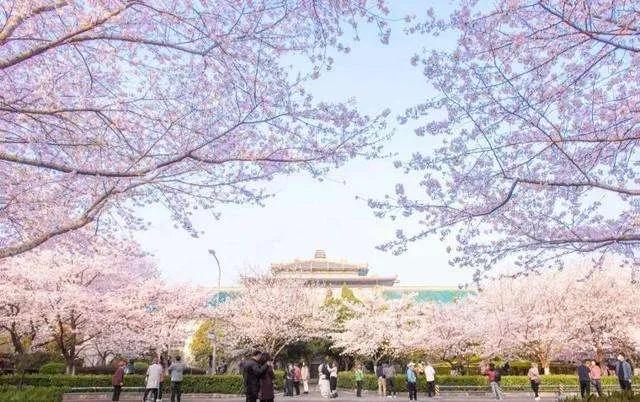 武汉大学被誉为最美大学主要不在于樱花，而在于其建筑和山水园林